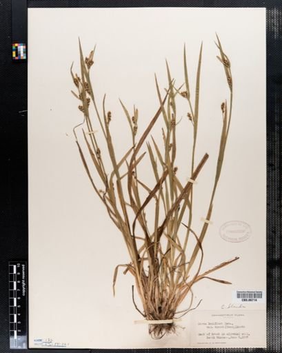 Carex laxiflora