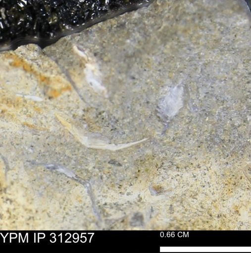 undet. Bivalvia