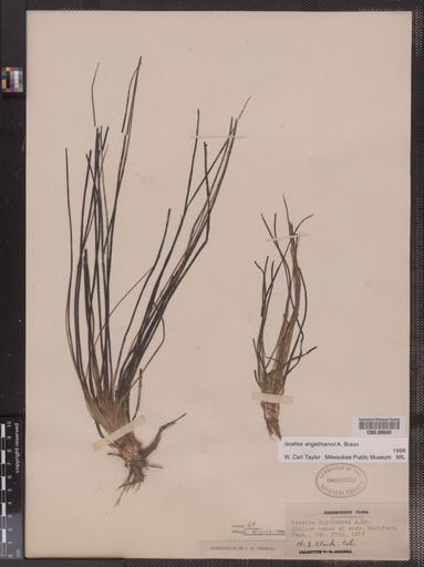 Isoetes engelmannii