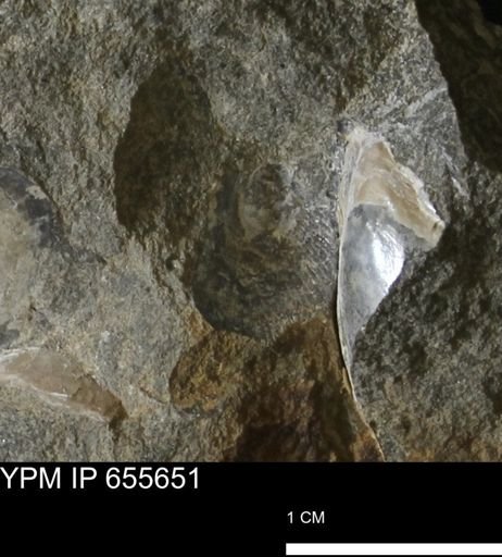 Oxytoma (Hypoxytoma) nebrascana
