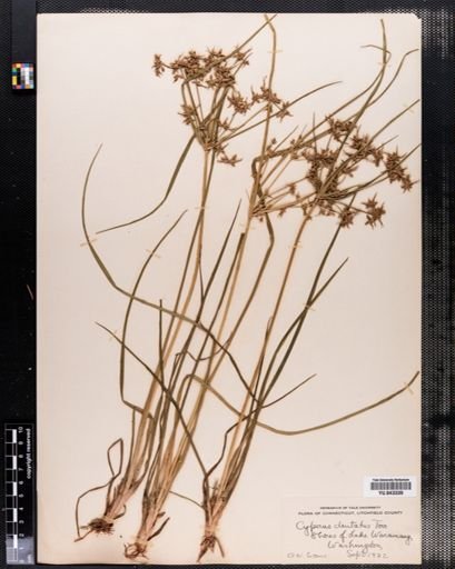 Cyperus dentatus