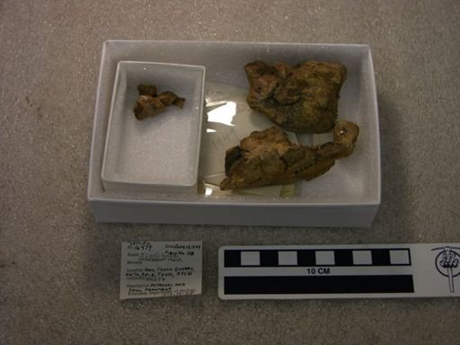 Pantodonta