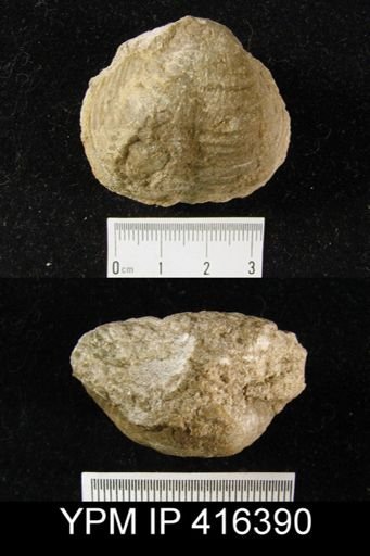 Pustula semipunctata