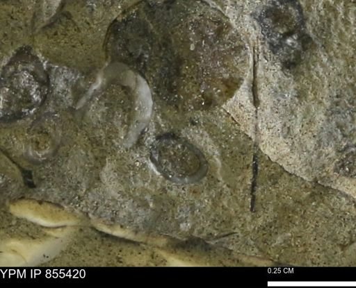 undet. Mollusca