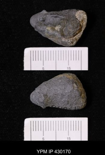 Fistuliporidae