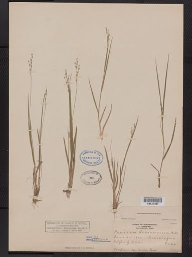 Panicum depauperatum