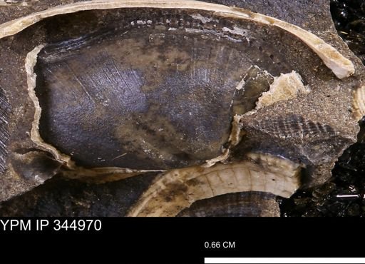Parallelodon sp.