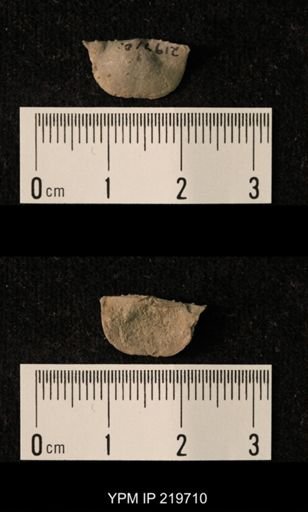Chonetes granulifer