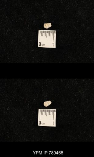 undet. Bryozoa