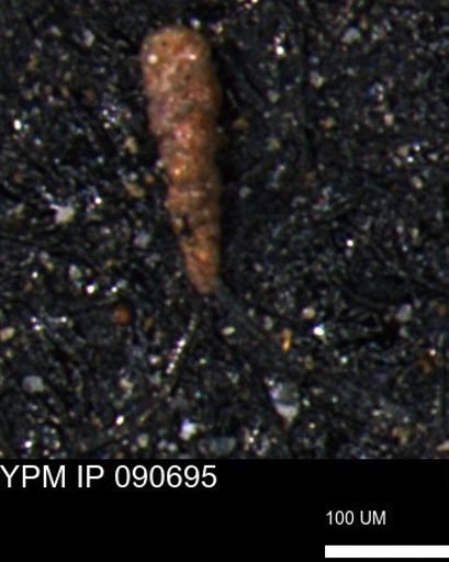 Verneuilinoides kansasensis