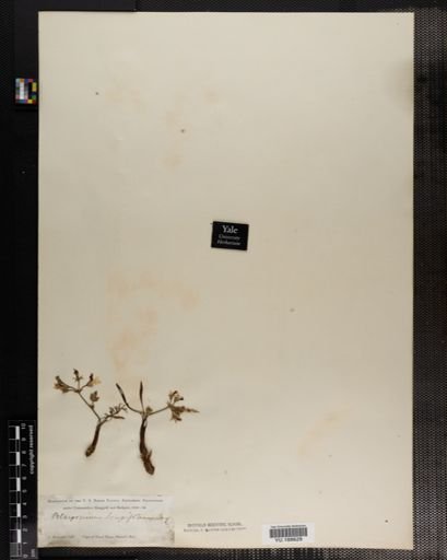 Plantae
