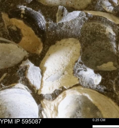 Protocardia sp.