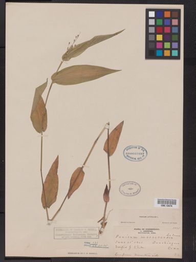 Panicum latifolium