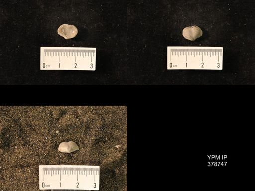 Marginifera wabashensis
