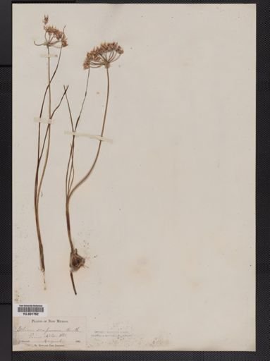 Allium