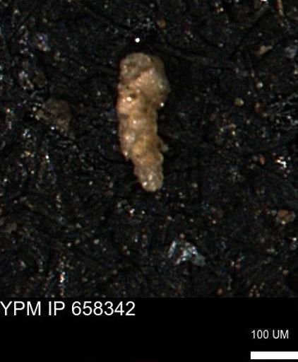 Verneuilinoides kansasensis