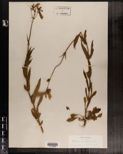 Plantae
