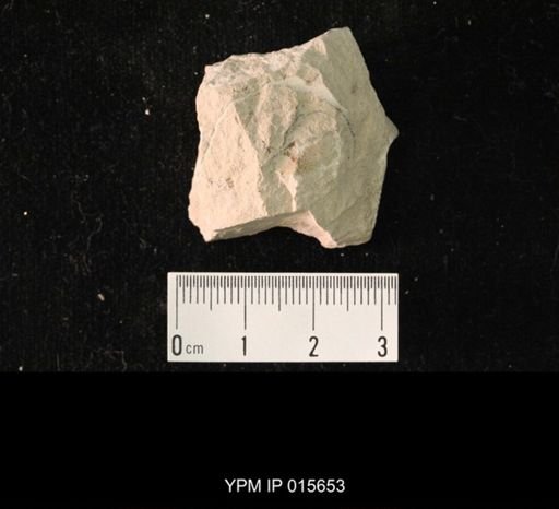 Stereopterum maculosum