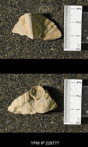 Neospirifer triplicatus