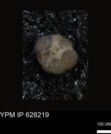 undet. Foraminiferida