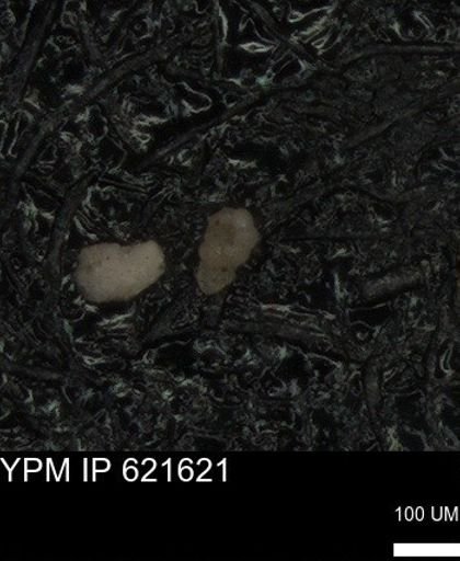 undet. Foraminiferida