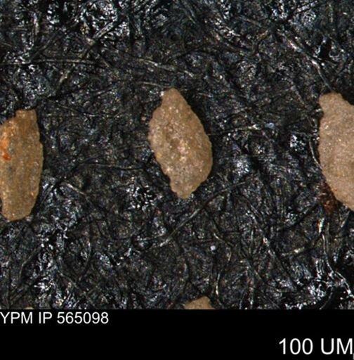 Verneuilina canadensis