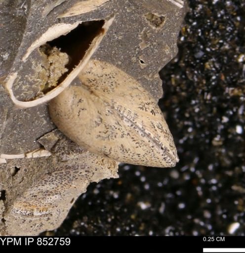 Limopsis striatopunctatus