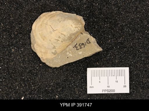 Inoceramus sp.