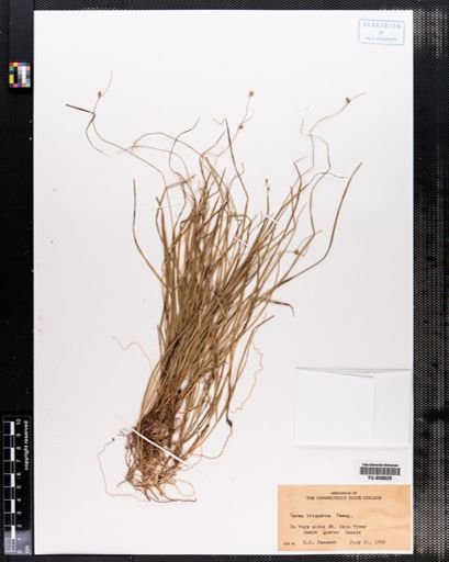 Carex trisperma