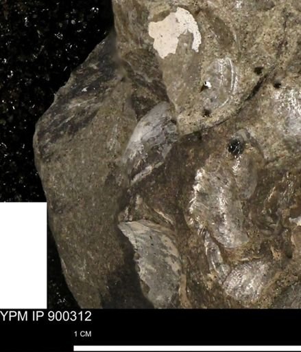 Anomia gryphorhyncha