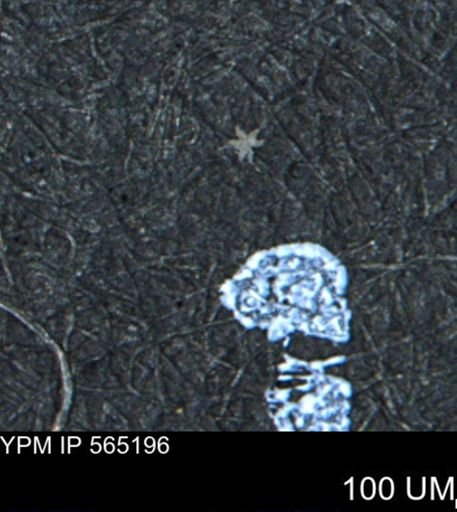 Porifera