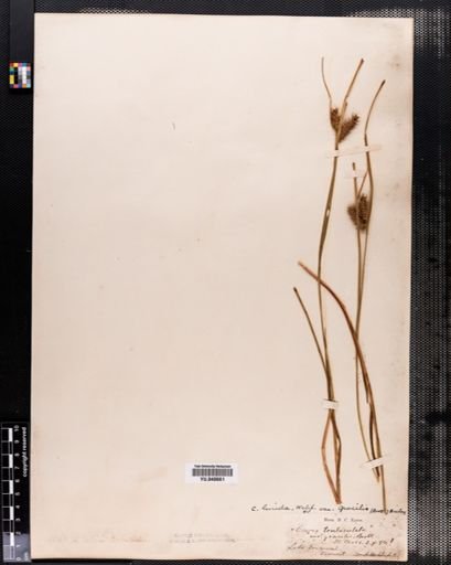 Carex lurida