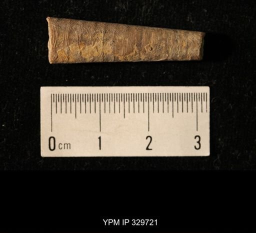 Pseudorthoceras knoxense