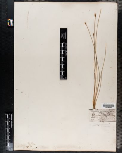 Eleocharis tuberculosa