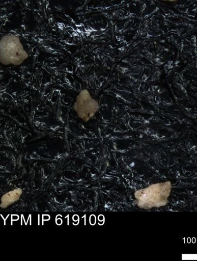 undet. Foraminiferida