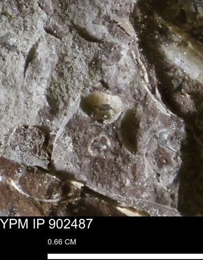 undet. Bivalvia