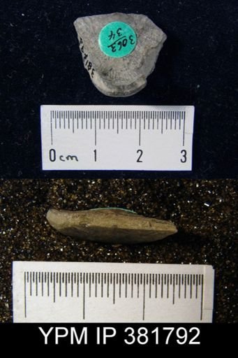 Strophomena semiovalis