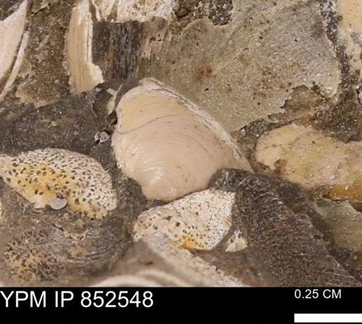 Limopsis striatopunctatus