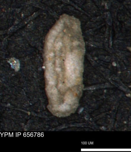 Miliammina manitobensis
