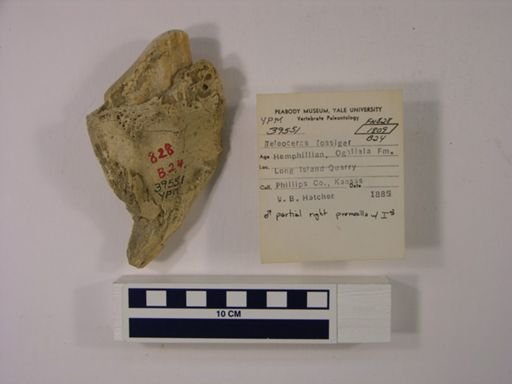 Teleoceras fossiger