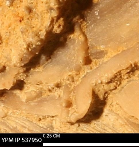 undet. Bryozoa