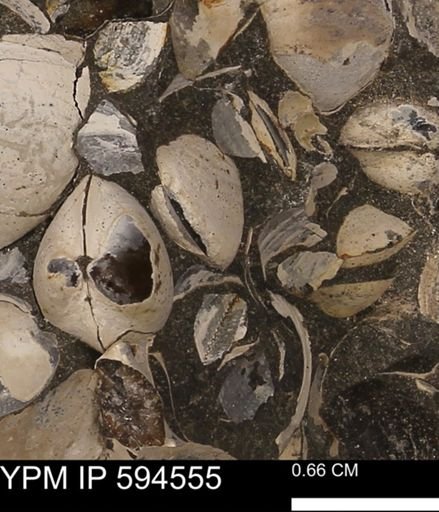 Protocardia sp.
