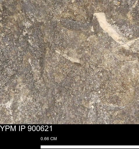 undet. Mollusca