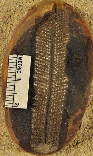 Pecopteris