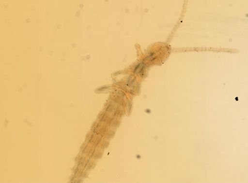 Campodea plusiochaeta