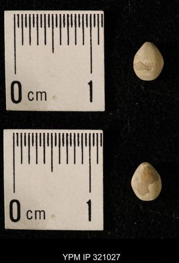 Dielasma elongatum