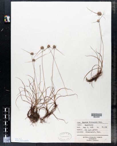 Cyperus filiculmis
