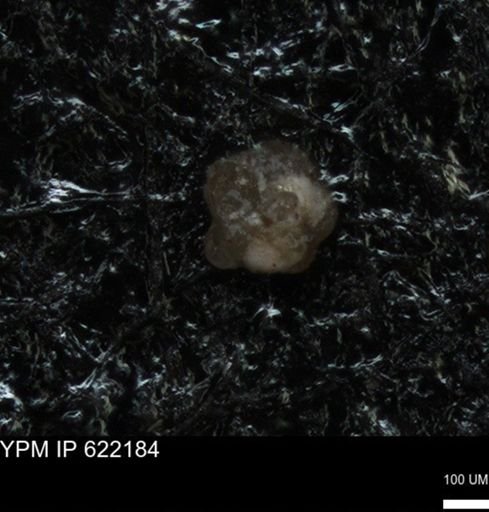 undet. Foraminiferida