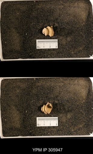 Lophospira sp.