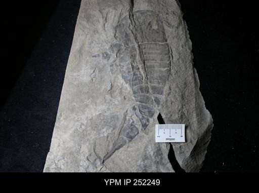 Eurypterus sp.
